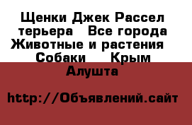 Щенки Джек Рассел терьера - Все города Животные и растения » Собаки   . Крым,Алушта